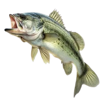 Bass Image